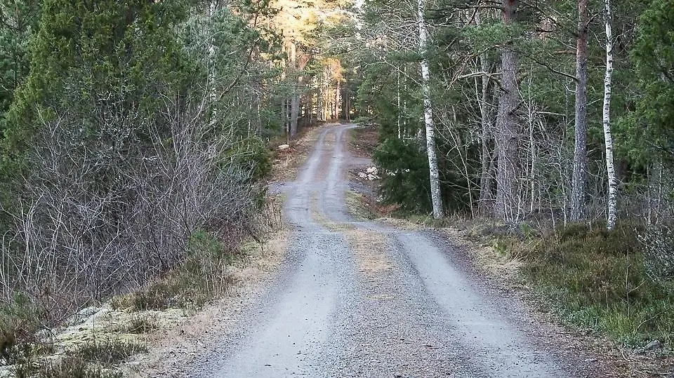 Bild på en skogsväg