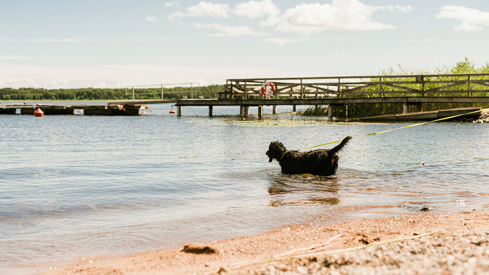 Duse Udde har en av Vänerns vackra stränder. Här finns sandstrand och klippbad, även hundar en liten badplats. Hunden som står i vattnet verkar tycka det är skönt med lite svalka. 