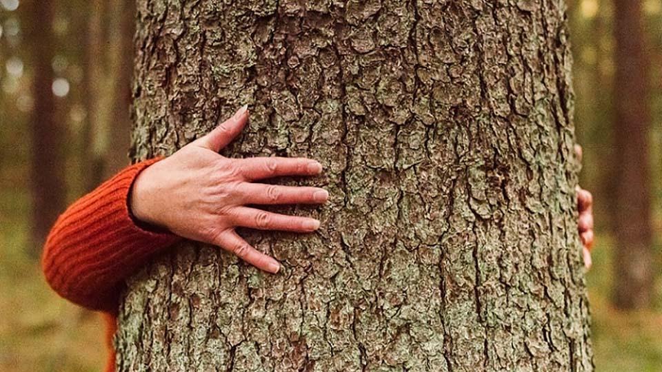 Att krama ett träd ska stärka immunförsvaret sägs det, i naturreservatet Ulvfjället finns många gamla stora träd att krama om man så vill.